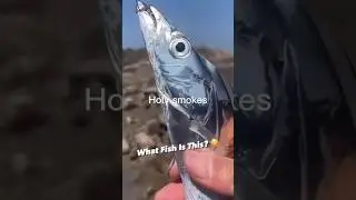 Господи, что это за рыба? 😳🐉 #животные #рыба