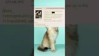 Hug your pets today (Greentext)