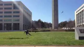 Plovers attack - Canberra