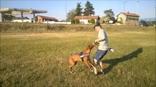 PITBULL OBBEDIENZA