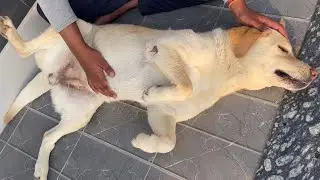 Dog Demands Belly Rub | Dog Wants Attention | Dog Belly Massage 