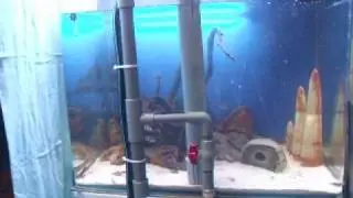 伊米亞水族設計_萬年溢流管 II_overflow pipe