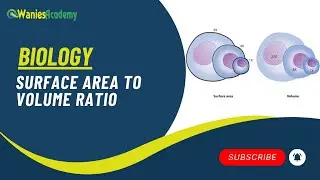 Wanies Academy   Biology Surface Area To Volume Ratio
