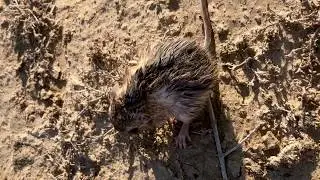 Redescubren rata canguro que se cre&iacute;a extinta