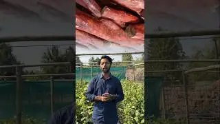 clicks ke liye)Red Sandalwood (Lal Chandan) Huge Stock: 1ft to 10ft Plants | All India Delivery
