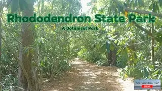 New England's Largest Rhododendron Grove!!!