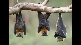 Bats In The Basement!!