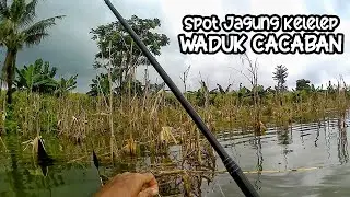 Air Meluap Ikan Jadi Lahap‼️Mancing Nila Umpan Lumut Waduk Cacaban Tegal