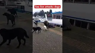 HUGE SEA LION ATTACKS DOGS😳😳 January 11, 2003