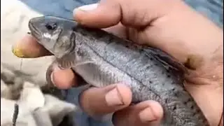 Hamro Koya Khola ko Asala Machha ko Hunting Ma Hooi Hamro jumbooo Toli haru 
