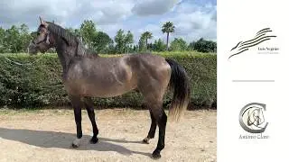 Lecicero Parisol - KWPN - 4 Years Old - Grey Stallion