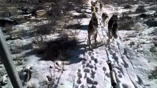 Fall Dog Cart Ride Training