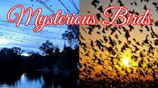 The Unbelievable Mass Suicide of  Birds! Haflong Dima Hasao (Assam) #Mysterious# Jatinga#Dima hasao#