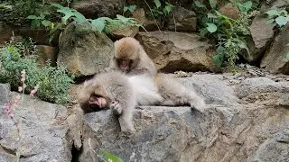 Снежные Обезьяны, Япония / Snow Monkey park, Yudanaka, Japan, Sep.2023