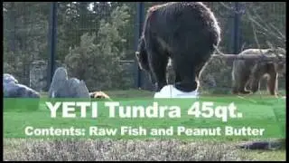 Craziest Product Testing EVER! YETI Cooler vs. BEAR