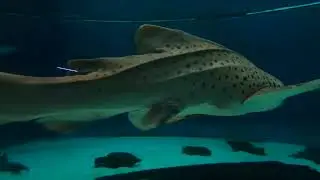 VASCA DEGLI SQUALI PESCE SEGA MONSTER