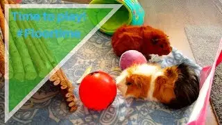 Teddy and Donut's first Floor time video! -dutch guinea pigs-