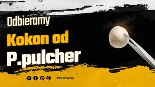 Odbieramy kokon od Psalmopeus pulcher