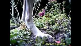 Camera trap: Photobombing cat montage
