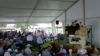 Beef Solutions Bull Sale - Bruin Ranch and Circle Ranch, Ione, CA