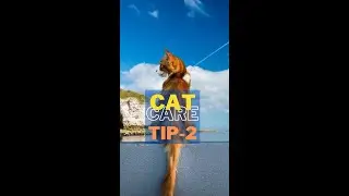 10 ways to keep your cat healthy [2] Basic Health & Care Tips to Keep Your Cat Healthy #shorts