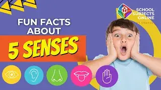 Fun Facts About the Five Senses!