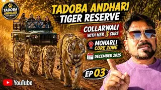 Collarwali with her 3 cubs || Tiger sighting in Moharli zone Tadoba 