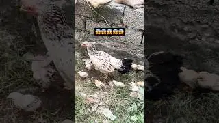 🔥Epic Desi Chicks: Your Ultimate Guide to Poultry Farming 🐓From Egg to Chick