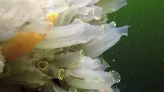 Ascidians (Ascidiacea) & more - Bergsediepsluis mussel culture (Netherlands) 18-8-2018