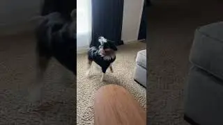 Dog Costume Fail
