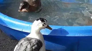 My ducks go for a swim | Call ducks swimming in a pool