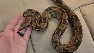 Just Got a New Central American (Nicaraguan) Dwarf Boa - About 3 Years Old - Her Name is Minerva