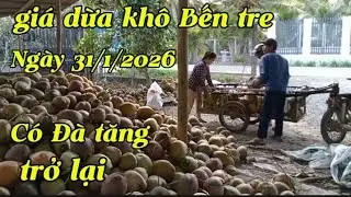 Thị trường dừa khô Bến tre, Có tín hiệu tăng trở lại !! Tiến Nguyễn cuộc sống thôn quê,,
