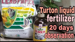 Turton liquid fertilizer at Leadforce insecticide nematicide 3weeks observation