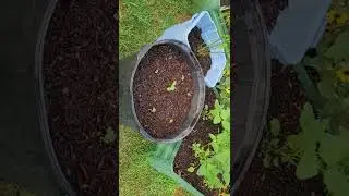 HOW I SAVED MY VEGETABLE GARDEN FROM HOUSTON TEXAS SPRING SUMMER 2022 100 DEGREE HEAT WAVE PART 4B.