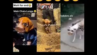 Dog Wala Comedy Video 😂__Dog Wala Funny Videos __Dogesh bhai funny reels __New Funny Videos _2026