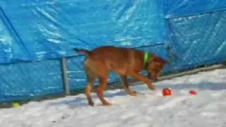 The Animal Refuge League