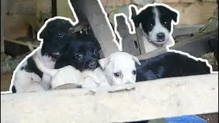 elderly family with many dog and newborn puppies