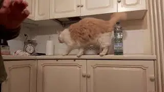#cat #cats #kitty #catsofinstagram #catsoftheday #instacat #petstagram #bestmeow #caturday #petsofin