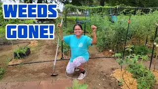 Beginners Guide To Weeding a Garden