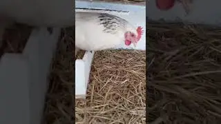 hard working chicken lays two eggs