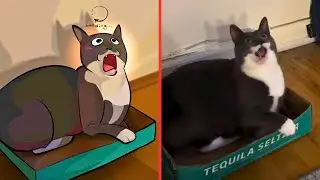 What's Wrong With This Cat's Face?