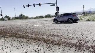 Video: Mormon crickets feast in Spring Creek