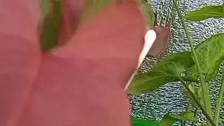 Neon Arrow/Pink Perfection  два имени на один сорт