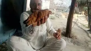 Hen sick murghe bemar #chicken sick bemar murge ko tek karni ka tareqa murge ko zukam ka mokamal ial