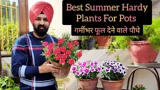 गर्मियों से पहले लगा लिजिए टॉप 10 permanent Summer flowering plants