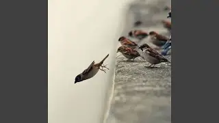 Peaceful Harmony