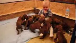 Puppies attack :)