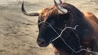 Salida 4º toro de SOBRAL: 