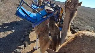 Camel Ride